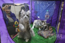 Выставка кошек прошла на Нижегородской ярмарке 4 ноября