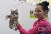 Выставка кошек прошла на Нижегородской ярмарке 4 ноября