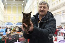 Выставка кошек прошла на Нижегородской ярмарке 4 ноября