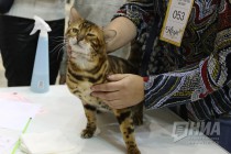 Выставка кошек прошла на Нижегородской ярмарке 4 ноября