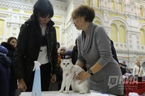 Выставка кошек прошла на Нижегородской ярмарке 4 ноября