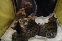Выставка кошек прошла на Нижегородской ярмарке 4 ноября