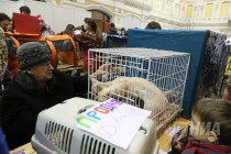 Выставка кошек прошла на Нижегородской ярмарке 4 ноября