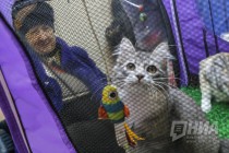 Выставка кошек прошла на Нижегородской ярмарке 4 ноября