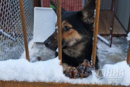 Новый приют для животных открылся в Нижнем Новгороде