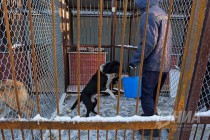 Новый приют для животных открылся в Нижнем Новгороде