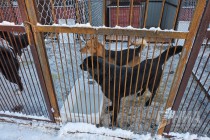 Новый приют для животных открылся в Нижнем Новгороде