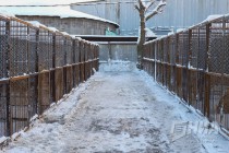 Новый приют для животных открылся в Нижнем Новгороде