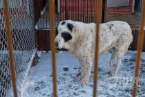 Новый приют для животных открылся в Нижнем Новгороде