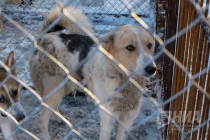 Новый приют для животных открылся в Нижнем Новгороде