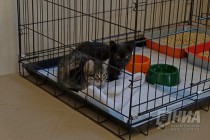 Новый приют для животных открылся в Нижнем Новгороде