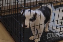 Новый приют для животных открылся в Нижнем Новгороде