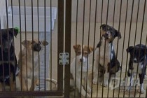 Новый приют для животных открылся в Нижнем Новгороде