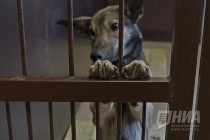 Новый приют для животных открылся в Нижнем Новгороде
