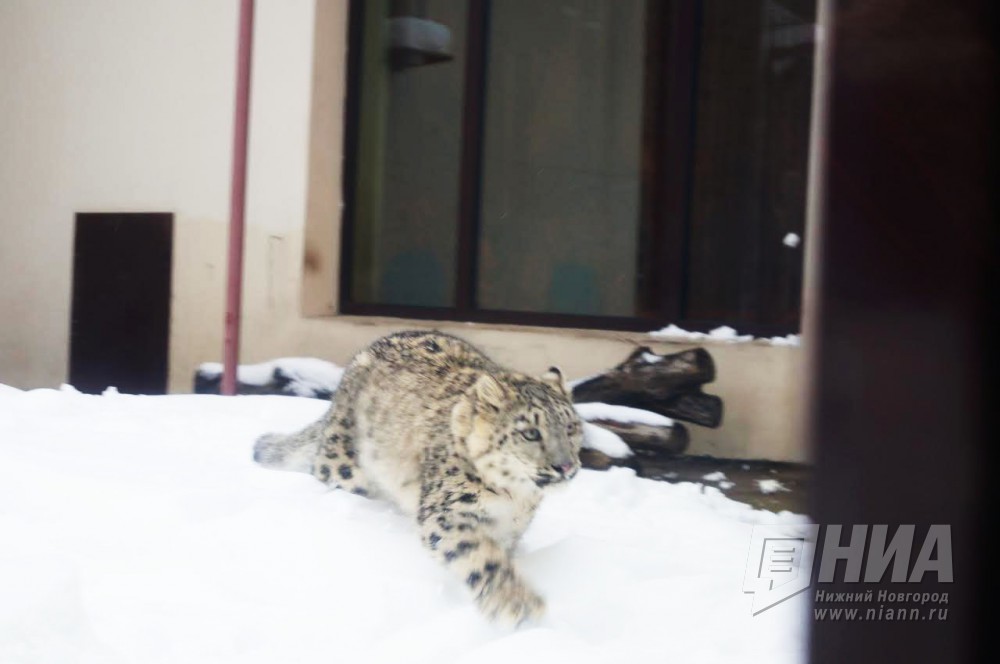 Самка снежного барса в зоопарке Лимпопо