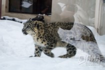 Снежный барс стал новым обитателем нижегородского зоопарка Лимпопо