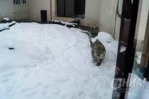 Снежный барс стал новым обитателем нижегородского зоопарка Лимпопо