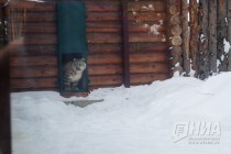 Снежный барс стал новым обитателем нижегородского зоопарка Лимпопо