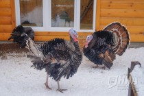 Индейки в нижегородском зоопарке Лимпопо