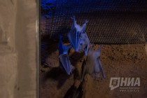 Детеныши нильских крыланов вместе с родителями