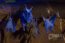 Детеныши нильских крыланов вместе с родителями