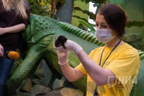 Новорожденные детеныши циветты на искусственном вскармливании