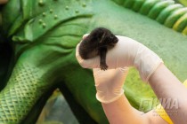 Новорожденные детеныши циветты на искусственном вскармливании