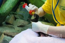 Новорожденные детеныши циветты на искусственном вскармливании