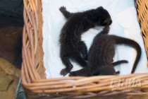 Новорожденные детеныши циветты на искусственном вскармливании