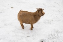 Нигерийские козлята