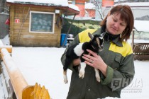 Нигерийские козлята