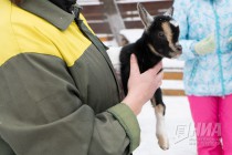 Нигерийские козлята