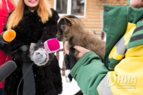 Нигерийские козлята