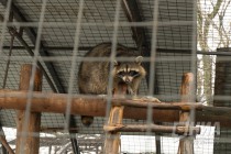 Звериная масленица в нижегородском зоопарке Лимпопо