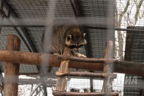 Звериная масленица в нижегородском зоопарке Лимпопо