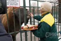 Звериная масленица в нижегородском зоопарке Лимпопо
