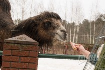 Звериная масленица в нижегородском зоопарке Лимпопо