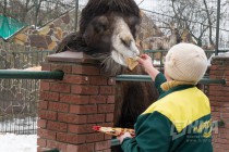Звериная масленица в нижегородском зоопарке Лимпопо