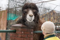 Звериная масленица в нижегородском зоопарке Лимпопо