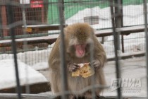 Звериная масленица в нижегородском зоопарке Лимпопо