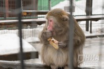 Звериная масленица в нижегородском зоопарке Лимпопо