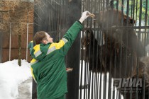 Звериная масленица в нижегородском зоопарке Лимпопо