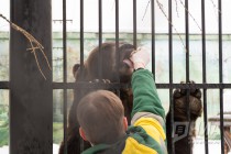 Звериная масленица в нижегородском зоопарке Лимпопо