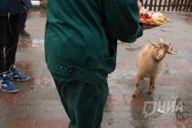 Звериная масленица в нижегородском зоопарке Лимпопо