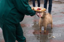 Звериная масленица в нижегородском зоопарке Лимпопо