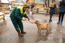 Звериная масленица в нижегородском зоопарке Лимпопо
