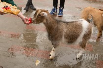 Звериная масленица в нижегородском зоопарке Лимпопо
