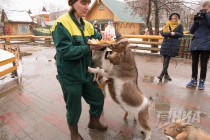 Звериная масленица в нижегородском зоопарке Лимпопо
