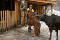 Звериная масленица в нижегородском зоопарке Лимпопо