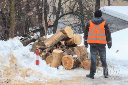 Вырубка деревьев на ул. Семашко в Нижнем Новгороде